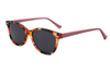 Gafas de sol de acetato-FG1570T