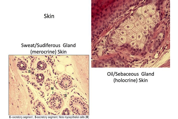 Grasa de la piel y sudor: las razones por las que las gafas con montura transparente se vuelven amarillas
